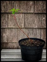 IMG_6215.jpeg IMG_6215.jpeg