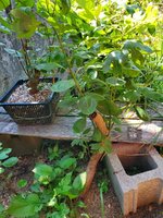 20230705_163111.jpg 20230705_163111.jpg