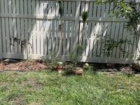 IMG_0619.jpeg