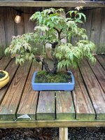 IMG_2130.jpeg