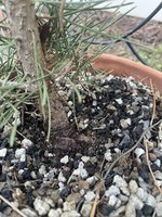 IMG_0626.jpeg