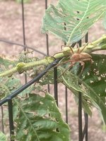 IMG_9572.jpeg