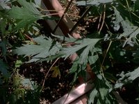 IMG_1682.jpeg