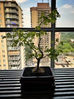 396AEB10-00E9-43C2-9121-6191F98B7A8A.jpeg 396AEB10-00E9-43C2-9121-6191F98B7A8A.jpeg