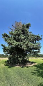 Cypress tree.jpg