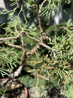 IMG_3438.jpeg
