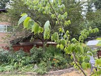 IMG_9726.jpeg