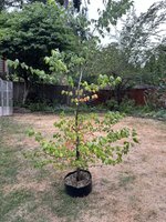 IMG_9725.jpeg