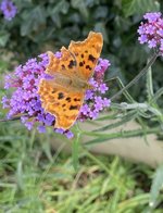 IMG_0404a.JPG
