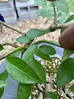 IMG_4999.jpeg