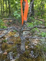 PXL_20230603_145025328.jpg PXL_20230603_145025328.jpg