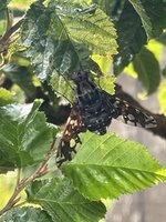 IMG_1871.jpeg
