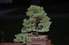 DSC_0198.JPG