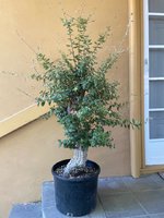 old corker pre trim.jpg old corker pre trim.jpg