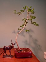 hawthorn.jpg