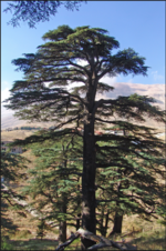 cedar1.PNG
