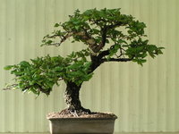 bonsai 4-17-10 022.jpg