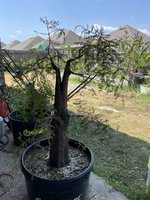 IMG_8238.jpeg