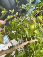 IMG_1512.jpeg