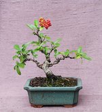 pyracantha01.bt02_230825a.jpg