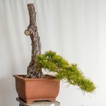 Black-Pine-semi-cascade-bonsai-1-564x564.jpg