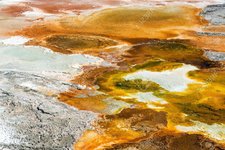 66298034-bacteria-mat-at-mammoth-hot-springs-in-yellowstone-national-park.jpg