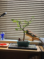 Aug 26th bonsai side.jpg