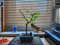 Aug 31st bonsai side.jpg