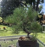 IMG_2261.jpeg