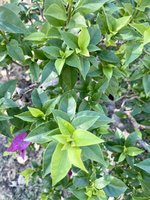 IMG_5370.jpeg