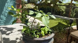 IMG_7318.JPEG