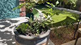 IMG_7319.JPEG