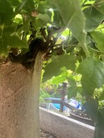 IMG_2214.jpeg