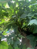 IMG_2213.jpeg