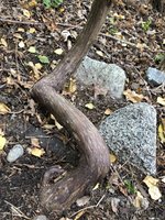 IMG_8572.jpeg IMG_8572.jpeg