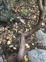 IMG_8574.jpeg