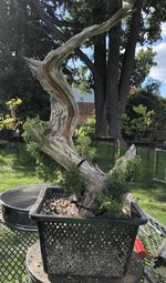 IMG_2299.jpeg
