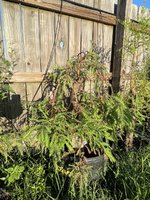 IMG_8531.jpeg