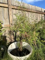 IMG_8529.jpeg