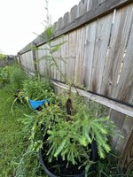 IMG_8525.jpeg