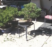 Whack whack.jpg Whack whack.jpg