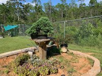 garden 2.jpg