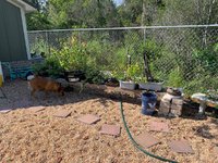 garden 6.jpg