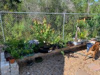 garden 7.jpg