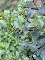 858D6185-D28E-4BA8-9F05-A6BF5842ABD7.jpeg