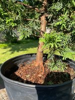 Trunk - can you help identify?