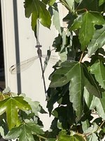 IMG_1984.jpeg