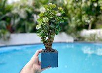 bonsai_pot_shohin_hand_fit.JPG