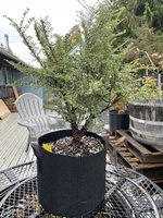 IMG_0395.jpeg IMG_0395.jpeg