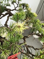 IMG_5410.jpeg